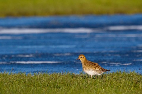 European Golden Plover (Pluvialis apricaria), Netherlands