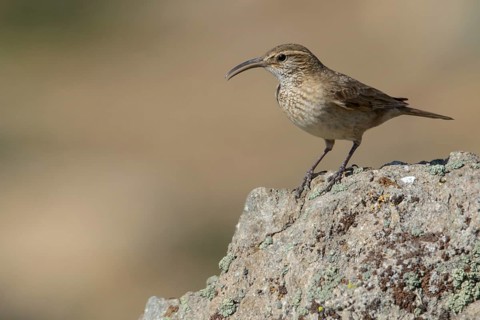 Scale-throated Earthcreeper (Upucerthia dumetaria) perched on the ground in Chile