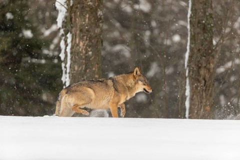 One male eurasian gray wolf (Canis lupus lupus) walking thru deep snow during snow fall. A forest