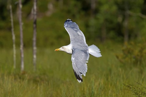 Herring Gull, Animals, Birds, Family of Gulls, (Larus argentatus), Aerial view, Lentiira, Lentiira