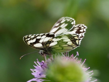 A butterfly with intricately patterned wings, the checkerboard butterfly (Melanargia galathea),