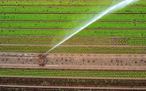 A field is artificially irrigated, water is sprayed onto the field via an irrigation system, field