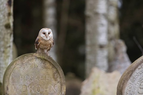 One barn owl (Tyto alba) perched on a very old gravestone in a forest. Green vegetation in the