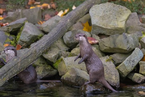 One oriental small-clawed otter or Asian small-clawed otter (Aonyx cinerea), balancing standing