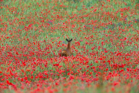 Roe Deer (Capreolus capreolus), male or buck, running through a field of poppies, Hesse, Germany