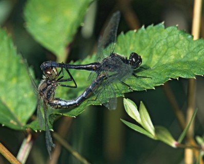 Black Darter, Black Meadowhawk, Black Heidelibel, Sympetrum Danae, Anisoptera, Couple, Damselflies,