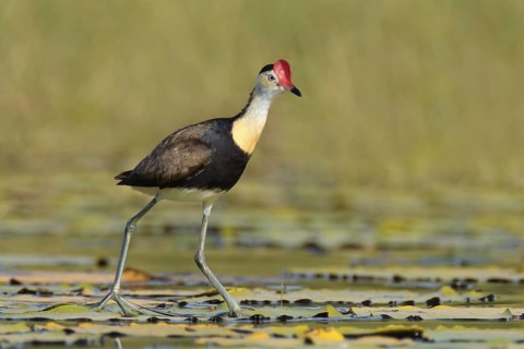Comb-crested Jacana (Irediparra gallinacea), Queensland, Australia