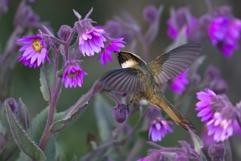 Buffy Helmetcrest (Oxypogon stuebelii) male feeding on flower nectar, Los Nevados National Park,