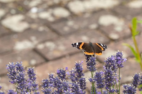 Red admiral butterfly (Vanessa atalanta) adult insect feeding on Lavender flowers in a garden,