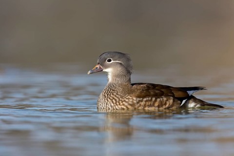 Mandarin duck, (Aix galericulata), animals, birds, duck birds, females, ducks, forest park,