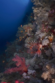 Ray lionfish (Pterois radiata)