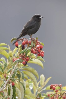 White-winged Black-Tyrant (Knipolegus aterrimus) perched on a branch in Bolivia, South America