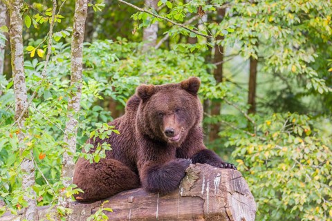 A young male Eurasian brown bear (Ursus arctos arctos) rests on a rotting log lying on the ground