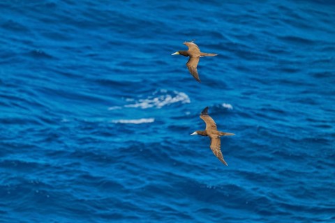 White-bellied booby in flight (Sula leucogaster) Caribbean