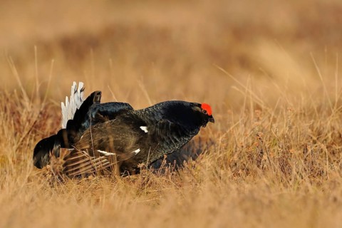 Black Grouse at a Lek. Sweden. Black grouse on the courtship. swedes