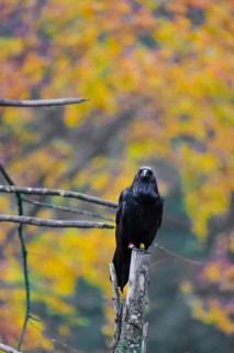 One common raven (Corvus corax) sits on a twig of a dead tree with fall foliage in the background