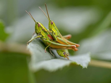 Small gold grasshopper, (Euthystira brachyptera), CChrysochraon brachyptera), grasshopper,
