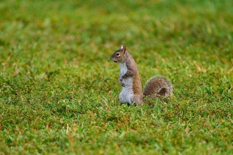 American grey squirrel (Sciurus carolinensis), sitting on a green meadow and looking around
