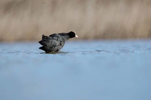 A European coot gracefully moves through serene waters in Puebla de BeleÃ±a, Spain. The bird dark