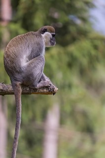 One grivet (Chlorocebus aethiops) sitting on the branch of a tree. Green vegetation in the