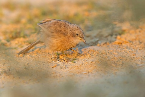 Graudrossling, Arabian Babbler, Turdoides squamiceps, Cratérope écaillé, Tordalino Arábigo