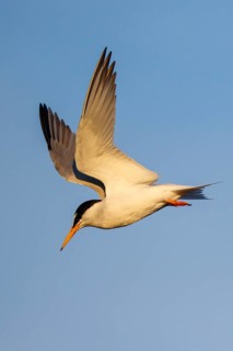 Little Tern (Sternula albifrons) flying, Greece