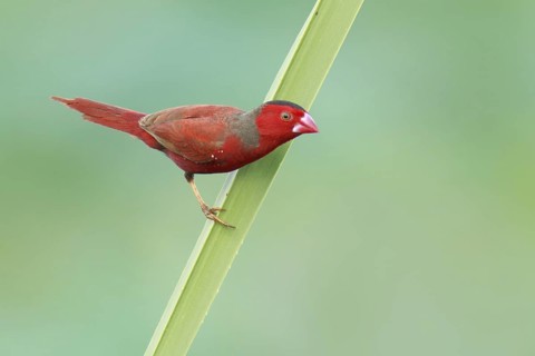 Crimson Finch (Neochmia phaeton), Northern Territory, Australia