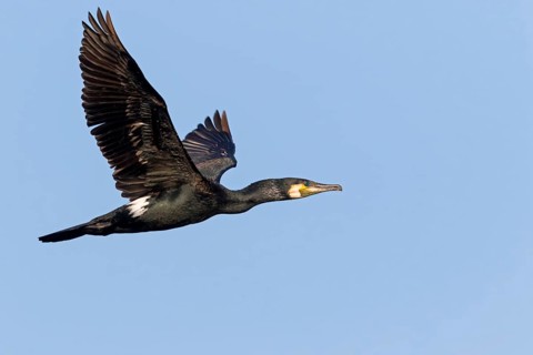 Cormorant, (Phalacrocorax carbo), animals, birds, family of cormorants, aerial photograph,