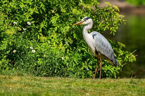 Grey heron (Ardea cinerea) standing on the grass at the shore of a lake, wildlife, Bavaria, Germany