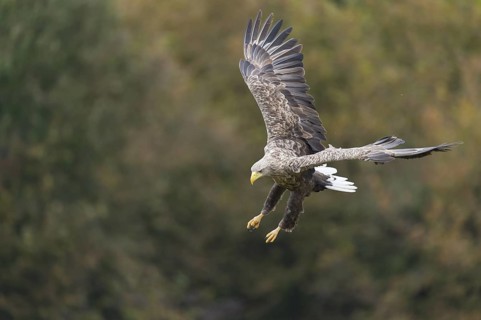White-tailed Eagle (Haliaeetus albicilla) flying, Kutno, Poland