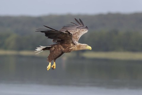 Seeadler; lat. Haliaeetus albicilla; Männchen im Flug über dem See mit Wald im Hintergrund