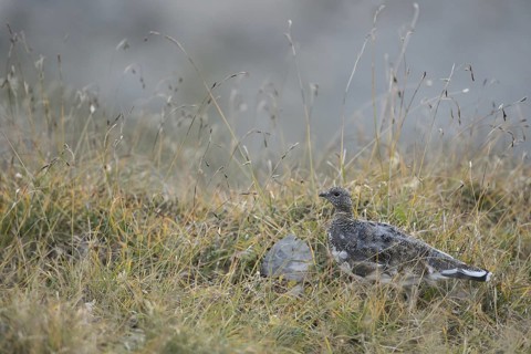 Bei der Nahrungssuche... Alpenschneehuhn *Lagopus muta*