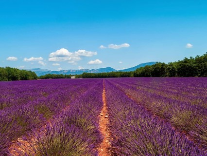 Lavender field, near Valensole, Plateau de Valensole, Alpes-de-Haute-Provence, Provence, France