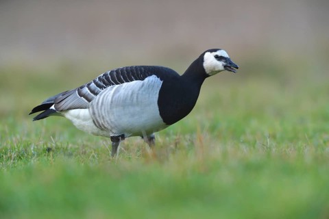 Barnacle Goose (Branta leucopsis) foraging on field, North Rhine-Westphalia, Germany