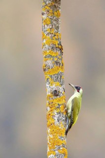 European Green Woodpecker (Picus viridis) male, Grisons, Switzerland