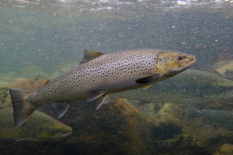 Swimming salmon (Salmo salar) under water, Laerdalsoyri, Norway