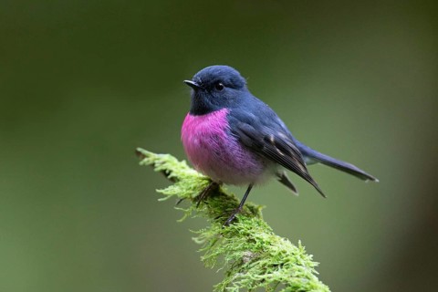 Pink Robin (Petroica rodinogaster) male perched on a mossy branch, Victoria, Australia