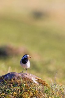 White wagtail (Motacilla alba) sitting on a stone in a grass meadow with the beak full of nesting