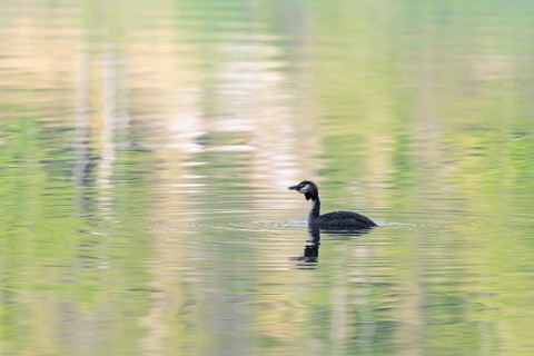 A great crested grebe (Podiceps cristatus)swims with a fish in it's beak on a lake with intense