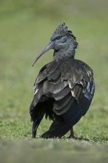 Wattled Ibis (Bostrychia carunculata), Ethiopia