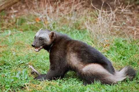 Wolverine or bear marten (Gulo gulo) sits feeding in a meadow, captive, Germany