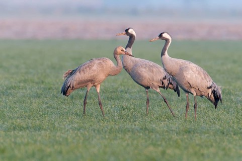 Common Crane (Grus grus) juvenile, Lower Saxony, Germany