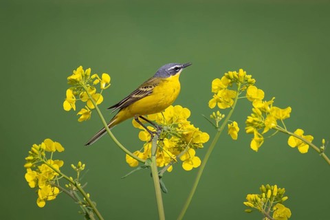 A yellow wagtail sits in spring in a flowering rape field near Frankfurt am Main, Frankfurt am