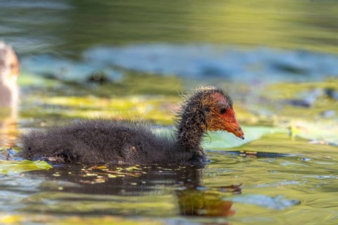 Eurasian burbot (Fulica atra) chick swimming on the water. Bas Rhin, Alsace, France