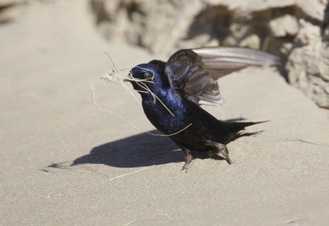 Southern Martin (Progne elegans), Chubut, Argentina