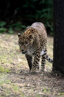 Sri Lanka Leopard (Panthera pardus kotiya), adult, stalking, running, alert, Sri Lanka