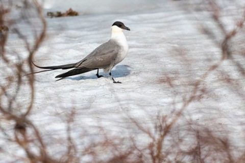Parasitic skua (Stercorarius parasiticus) on a snowfield, Varanger, Finnmark, Norway
