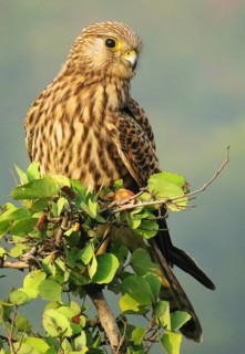 Common Kestrel (Falco tinnunculus) female, Maharashtra, India