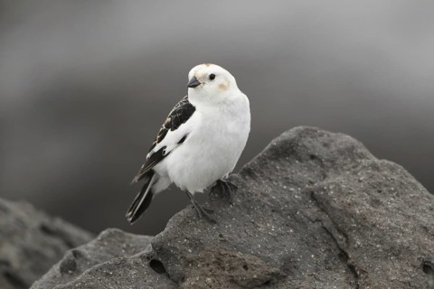 Snow Bunting (Plectrophenax nivalis) male, Myvatn, Iceland