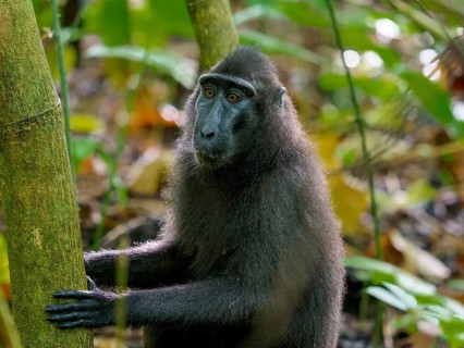 Black crested macaque (Macaca nigra), Tangoko National Park, Sulawesi, Indonesia